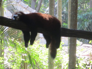 lazy-red-panda